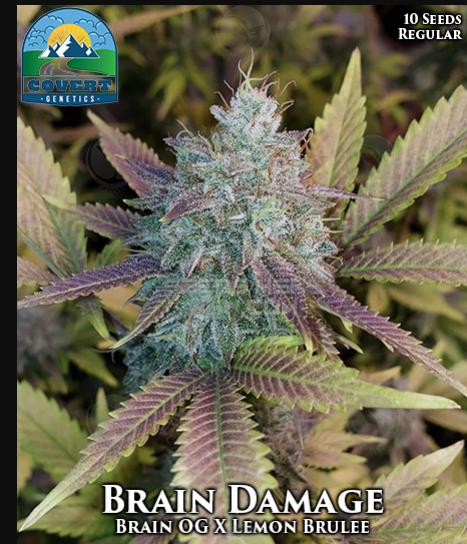 An image of Brain Damage