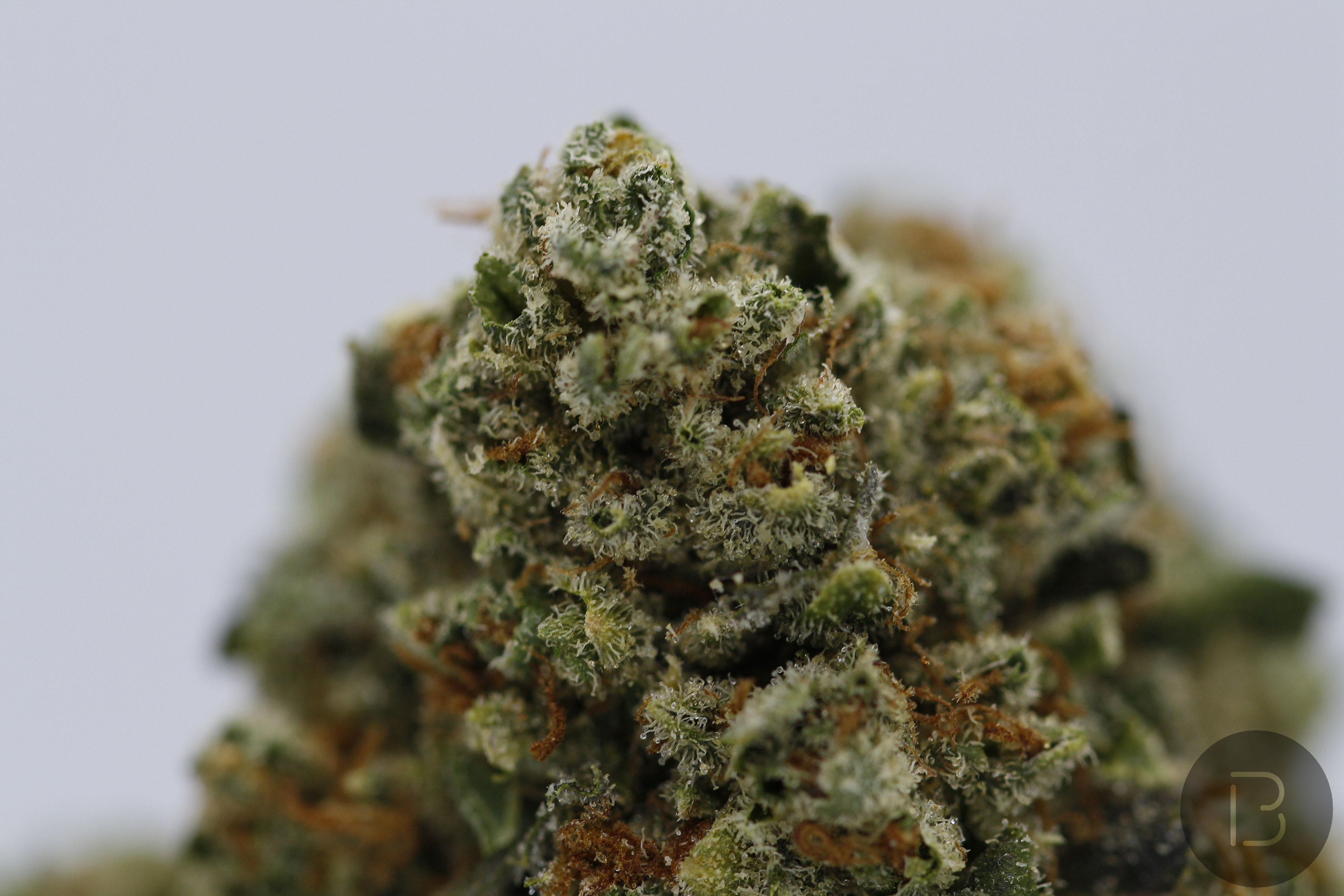 An image of Holy Roller OG