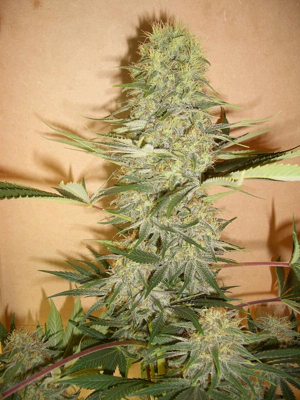 An image of Lemon Stinky F2