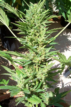 An image of Mossy's Jem