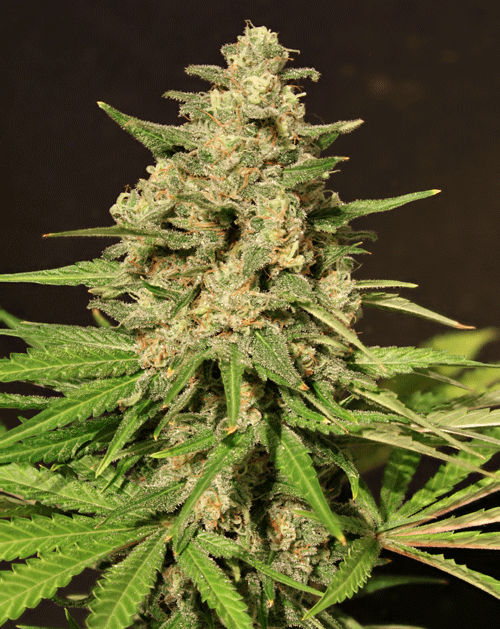 An image of Hybrid X