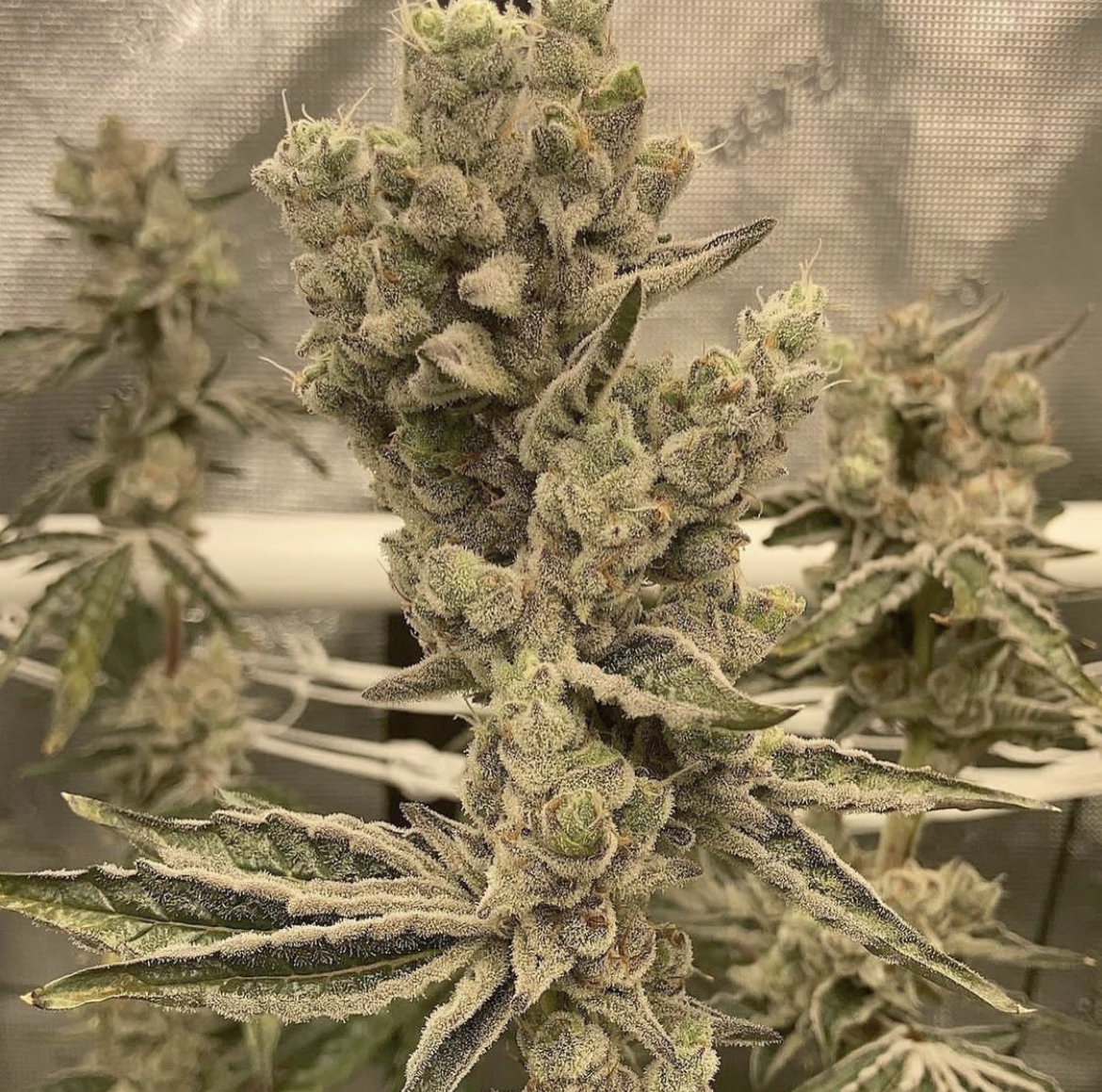 An image of Yonder Kush