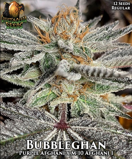 An image of Bubbleghan