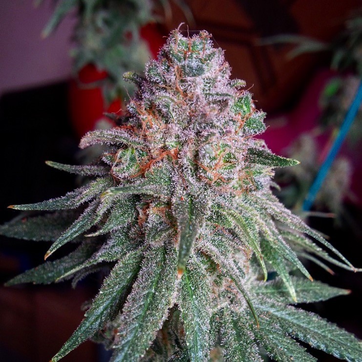 An image of Purple Dawg MASS