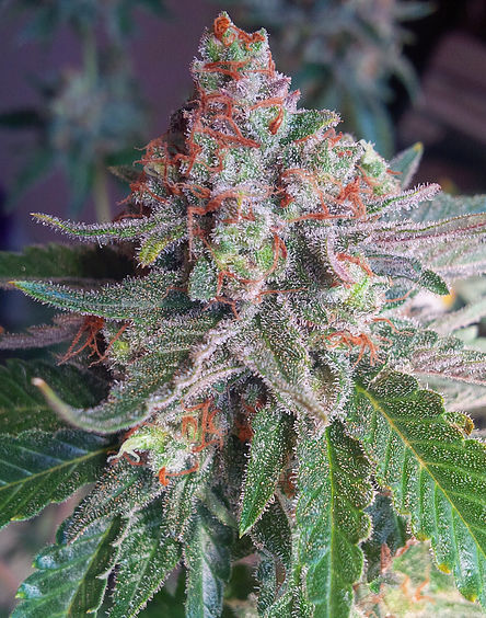 An image of Purple Skunk Mass