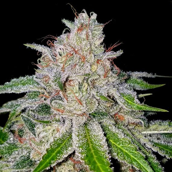 An image of Cherry 18