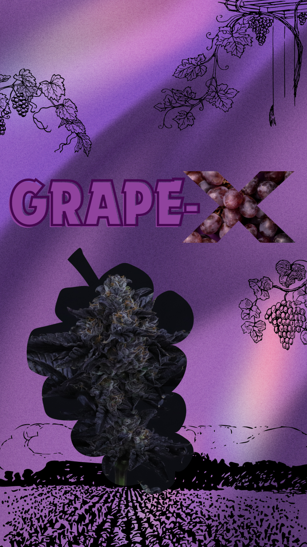 An image of Grape X