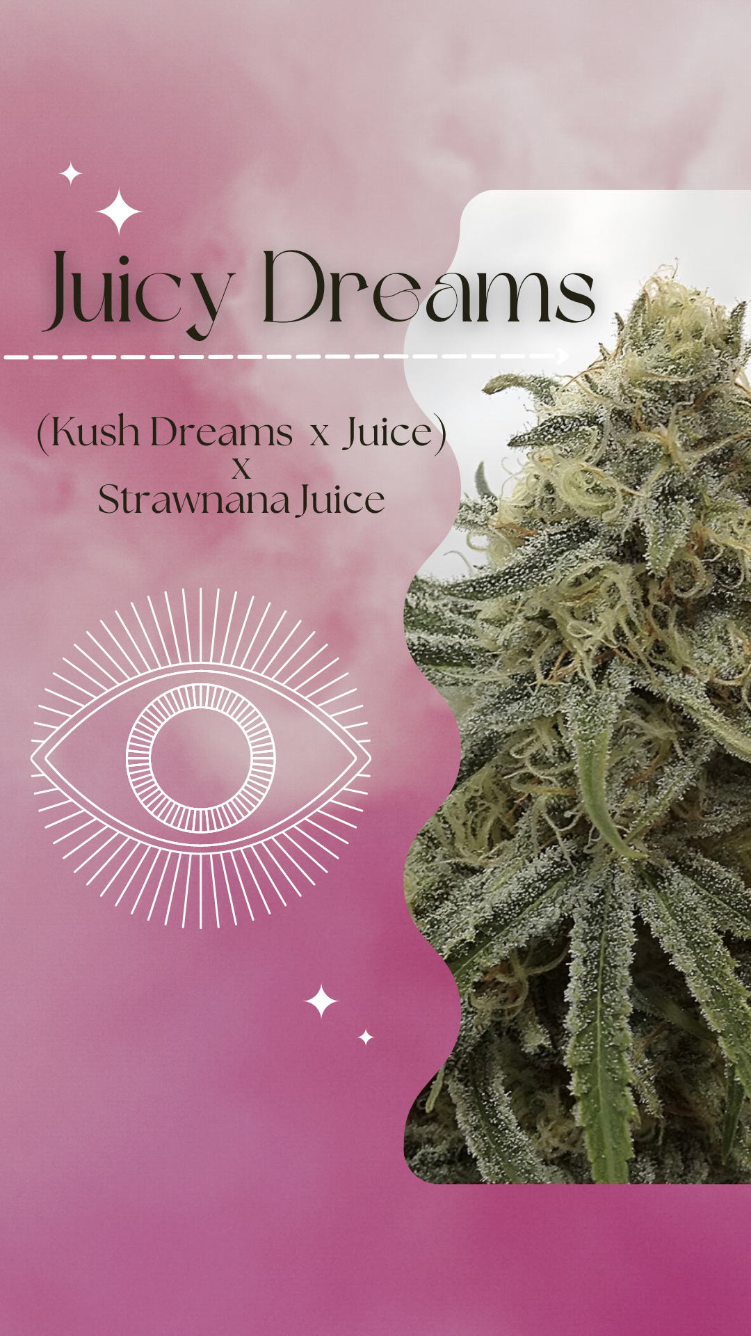 An image of Juicy Dreams