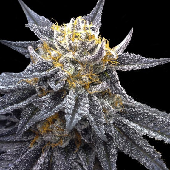 An image of SSOG