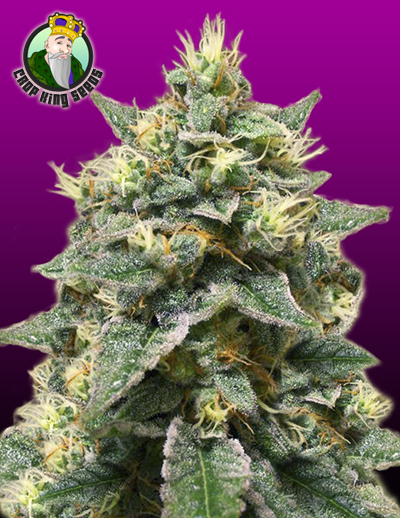 An image of Azura Haze