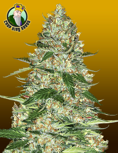 An image of Northern Lights