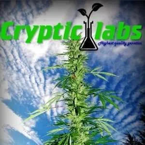 An image of Chemo Worx