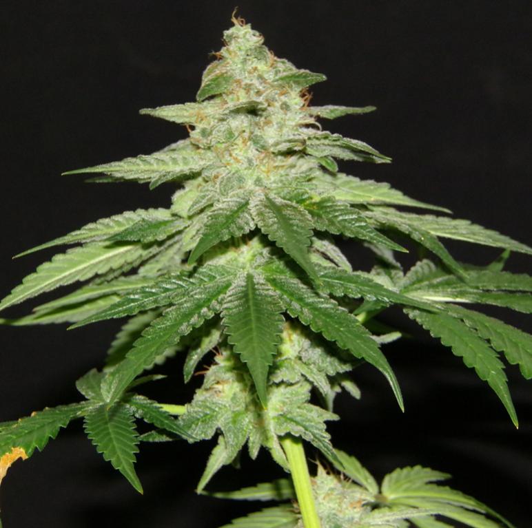 An image of Supercritical