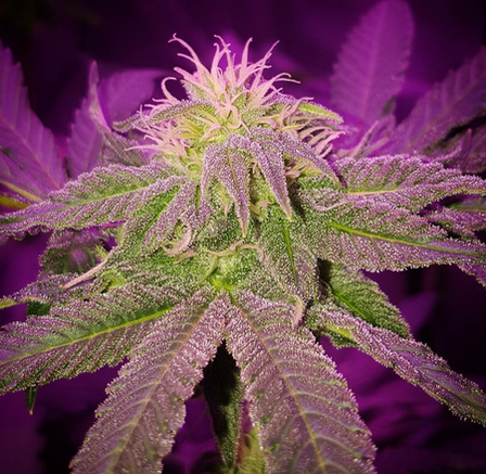 An image of Blueberry Burst