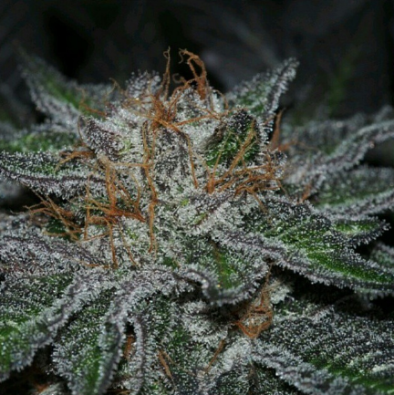 An image of Enchantment Cookies