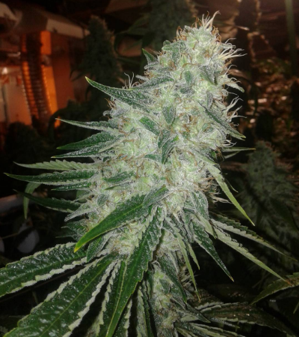 An image of Never Summer Kush