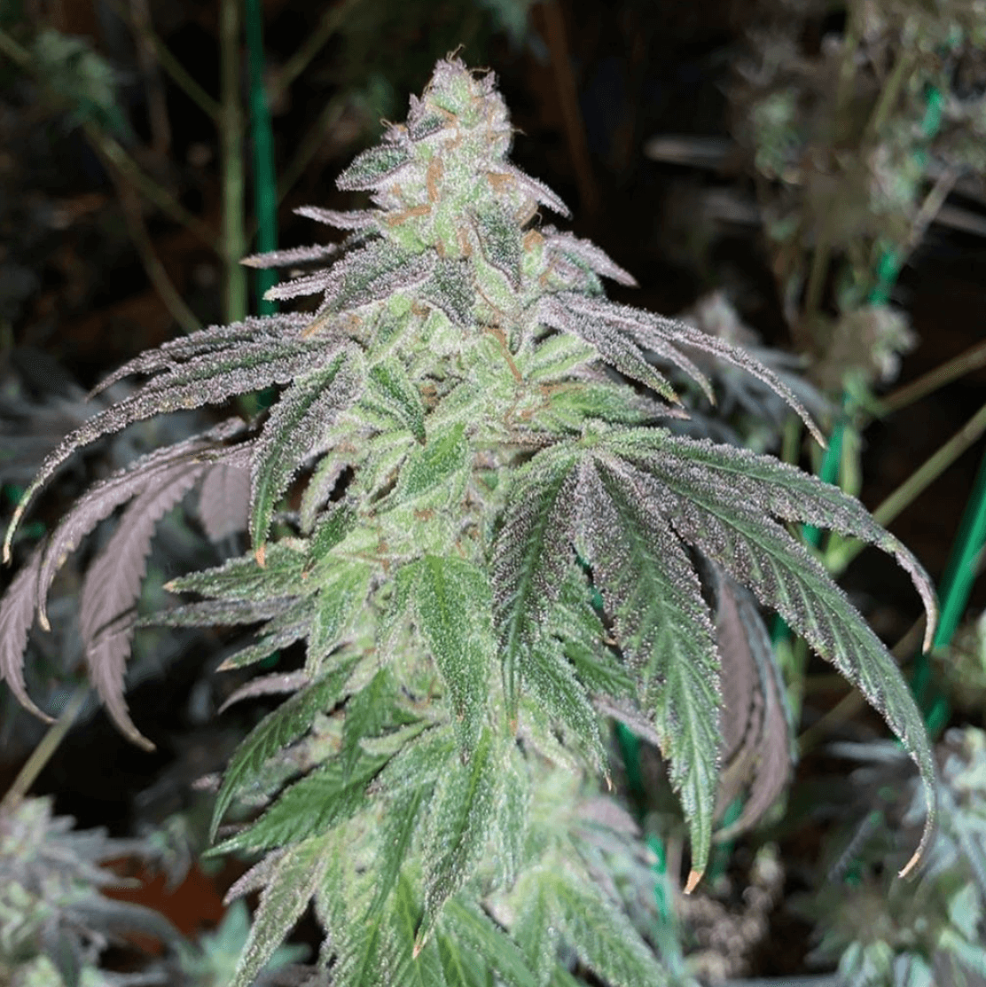 An image of Powder Cakes F2