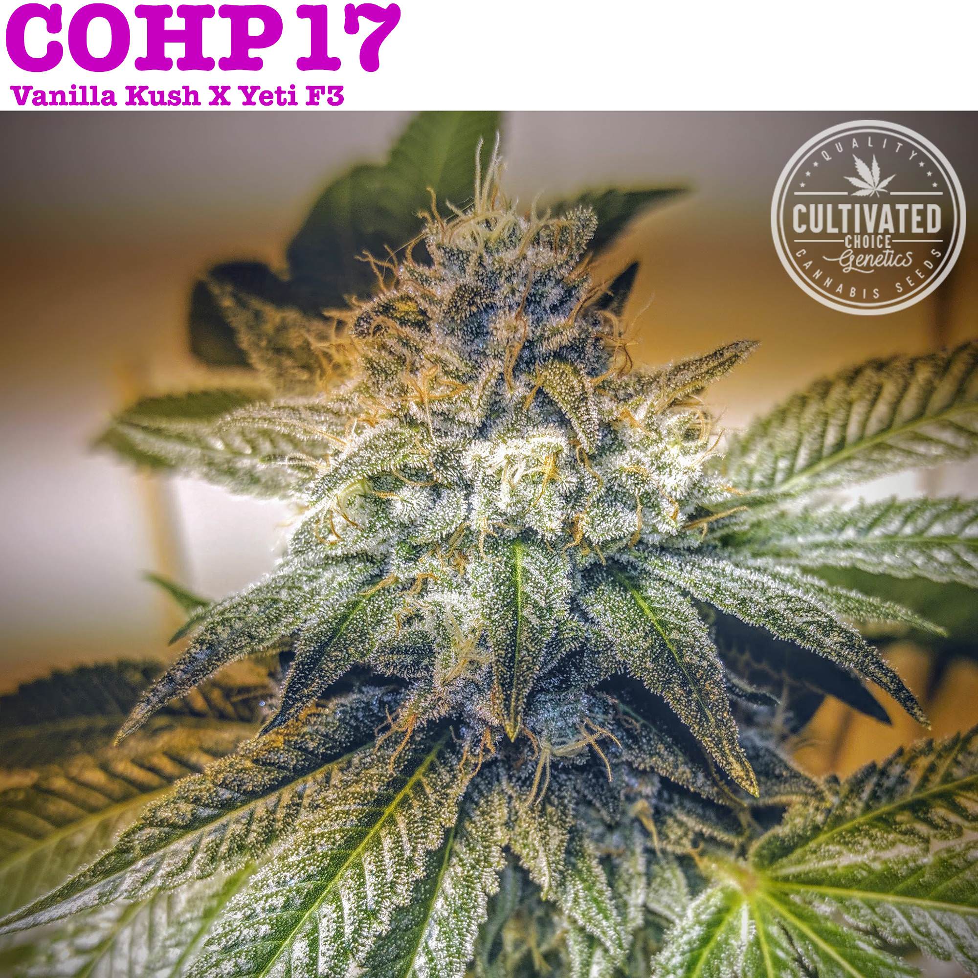 An image of COHP17