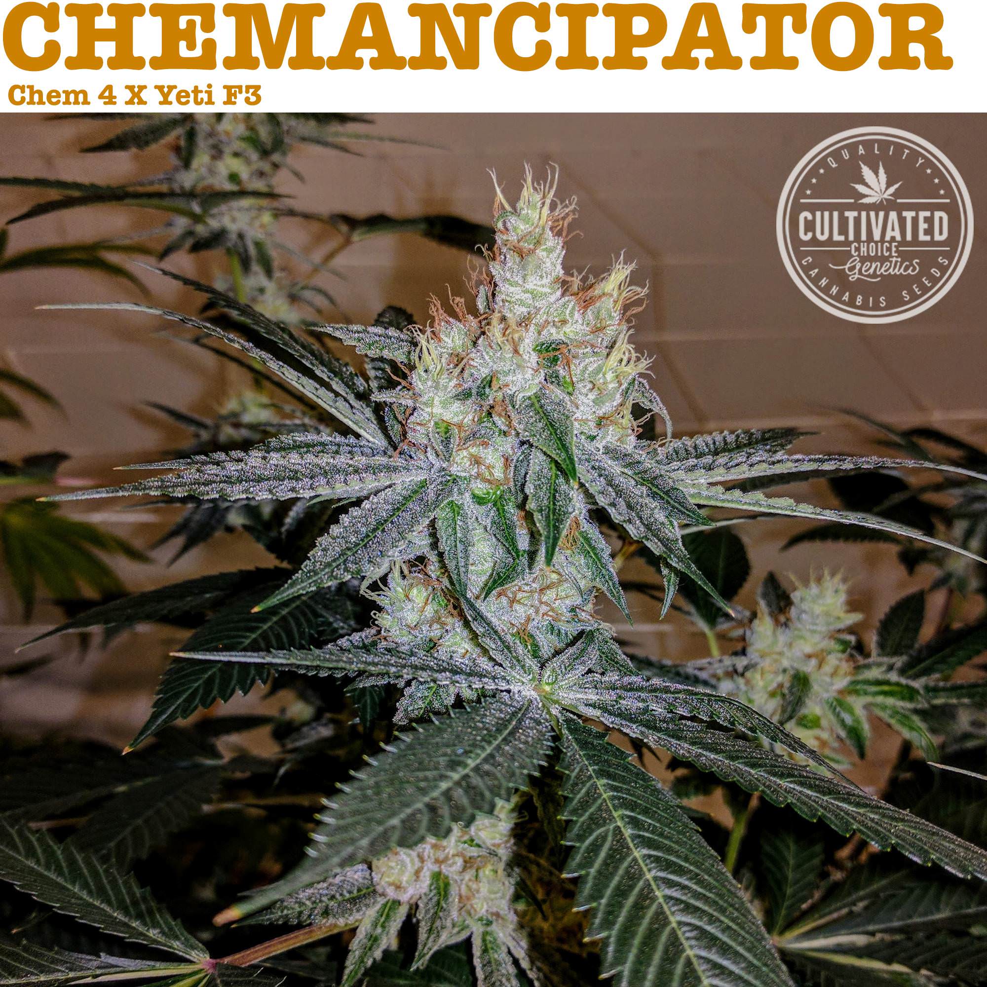An image of Chemancipator