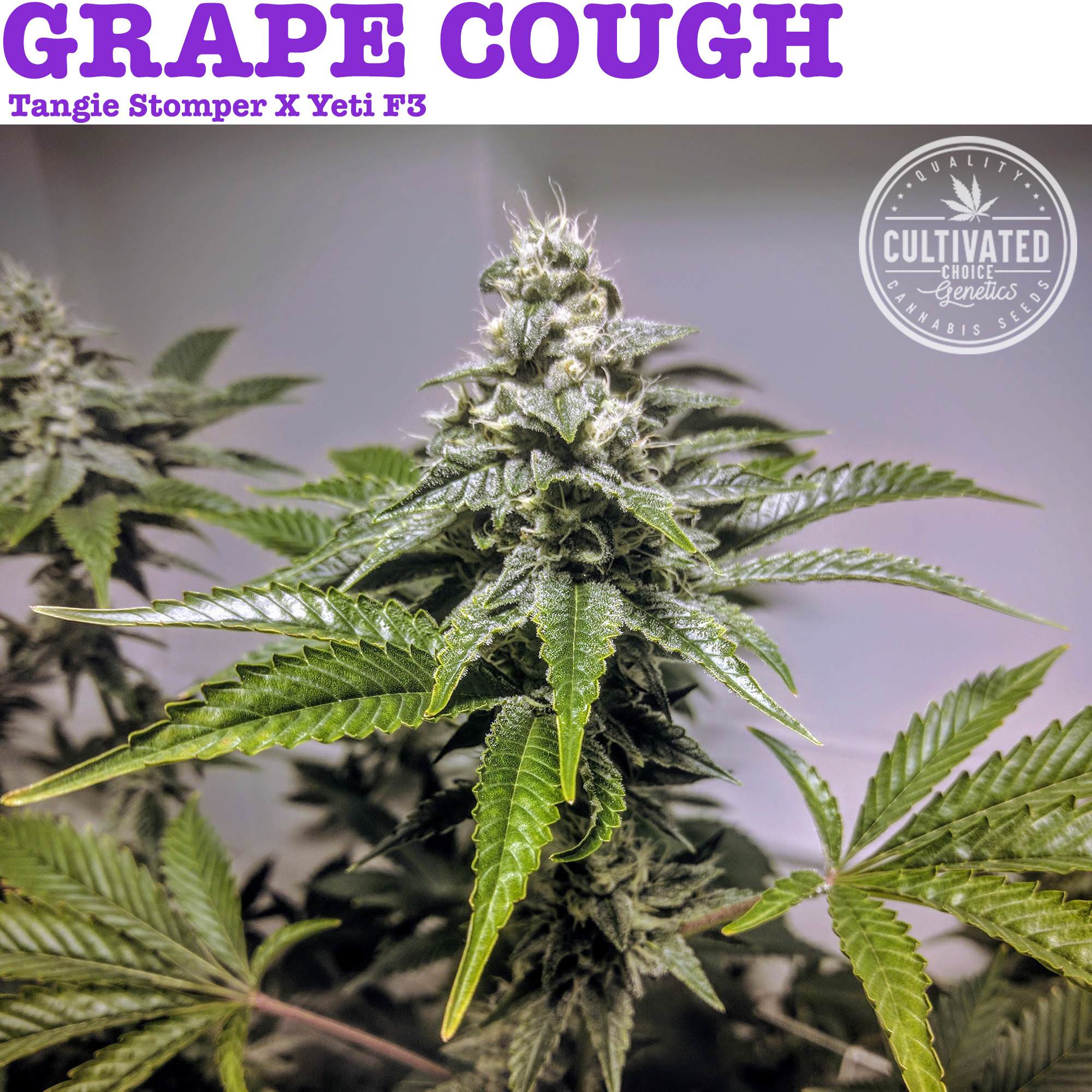 An image of Grape Cough