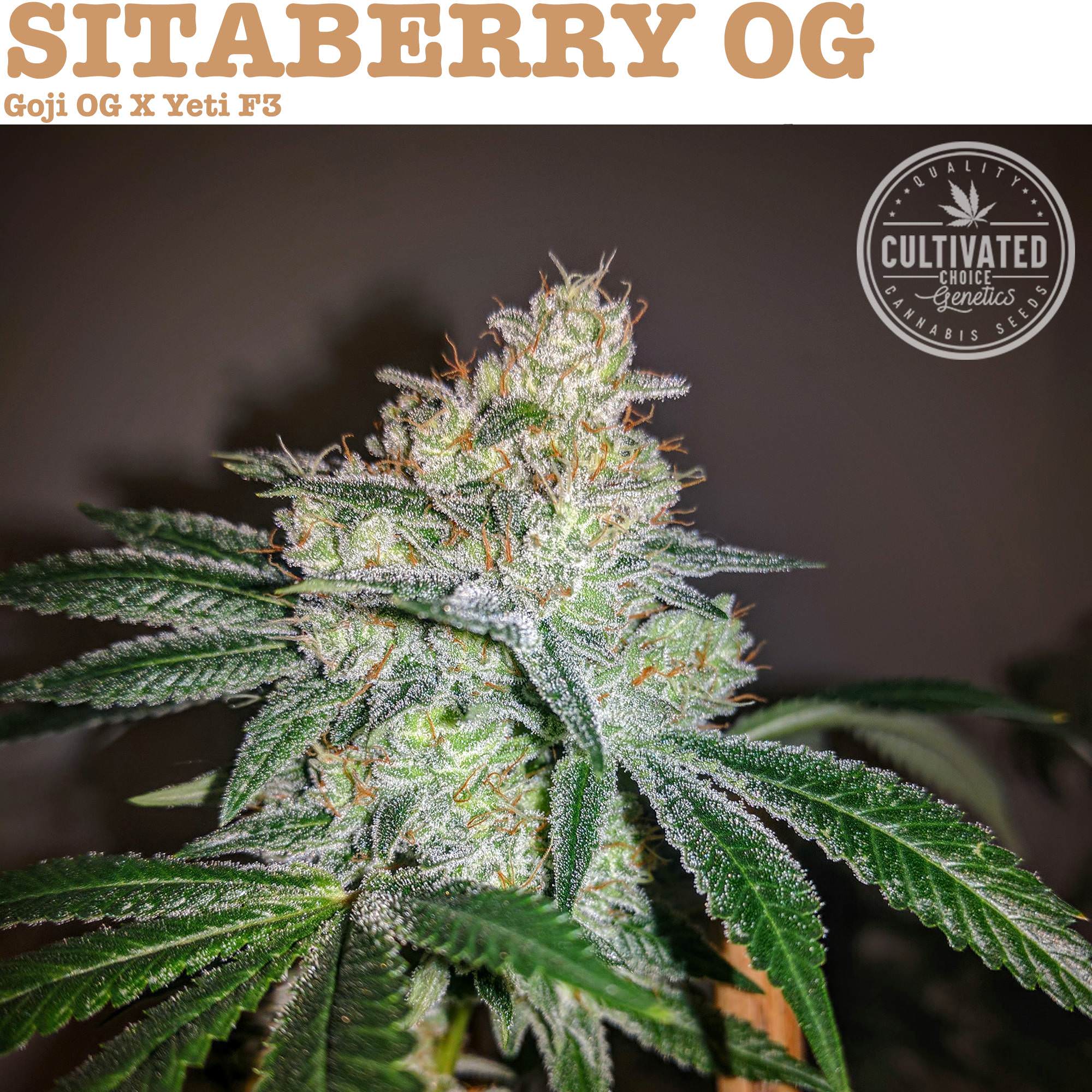 An image of SitaBerry OG