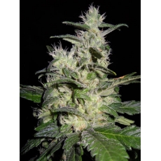 An image of Azure Haze