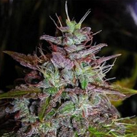 An image of Blue Velvet