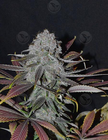 An image of Velvet Krush