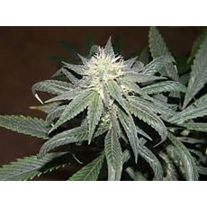 Whitaker Blues (DJ Short) :: Cannabis Strain Info :: SeedFinder.eu