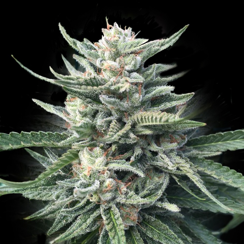 An image of Chocolope 256