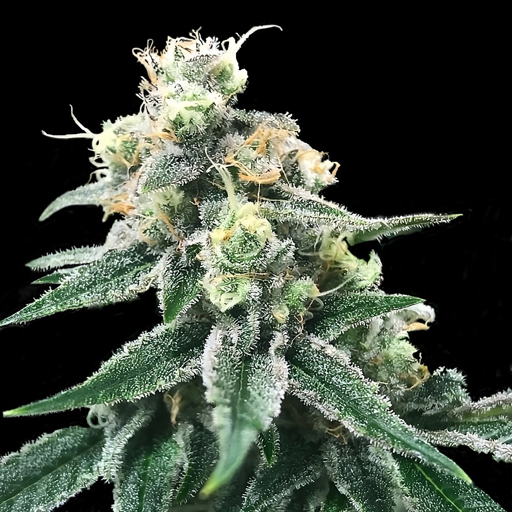 An image of Swiss Miss