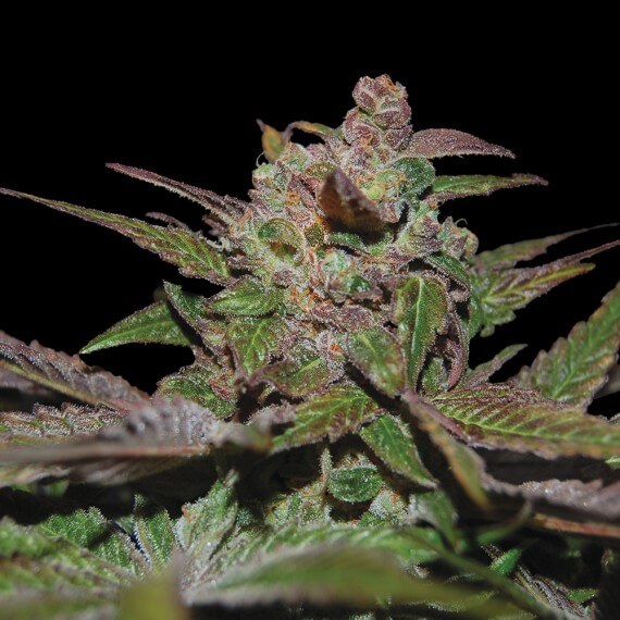 An image of Auto Purple Wreck