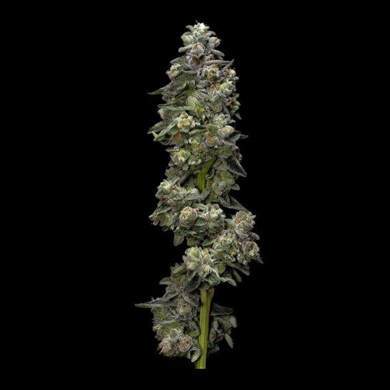 An image of Bakers Delight Auto