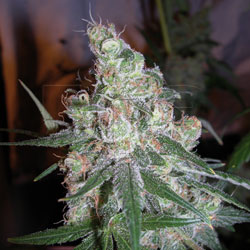 An image of Chocolope