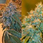 An image of Chocolope Kush