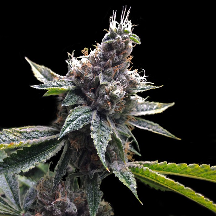 An image of Florida OG