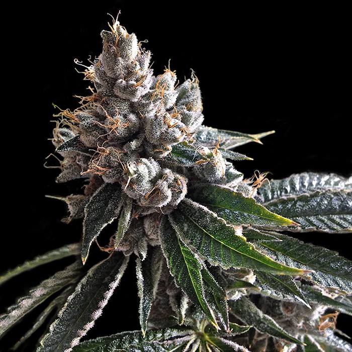 An image of Golden Lemons