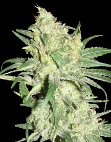 An image of HitMan OG
