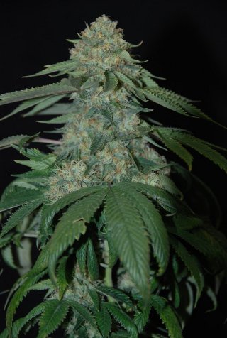 An image of Holy Grail Kush