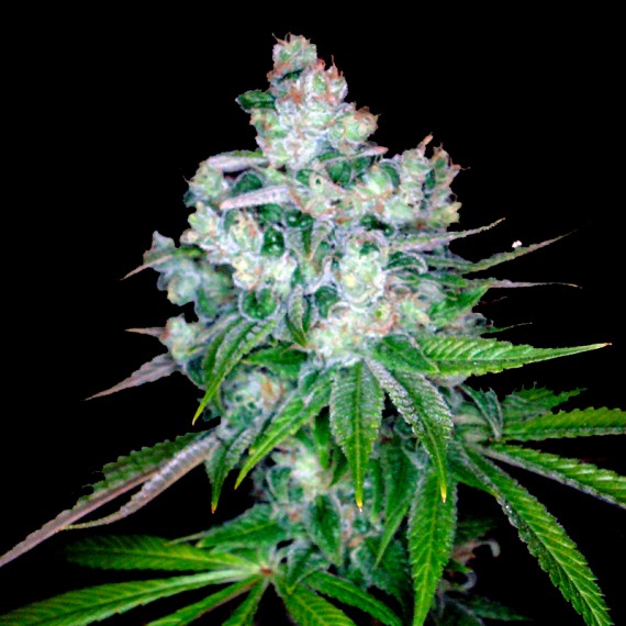 An image of Kandy Kush x Skunk