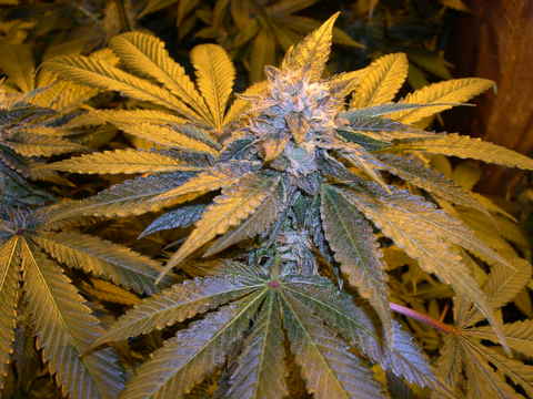 An image of L.A. Confidential