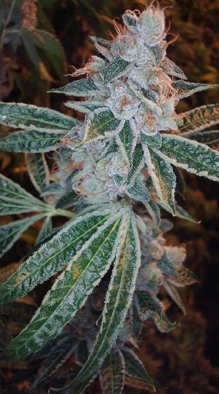 An image of Lemon OG Kush