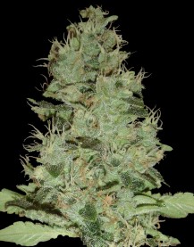 An image of OG Grape Krypt