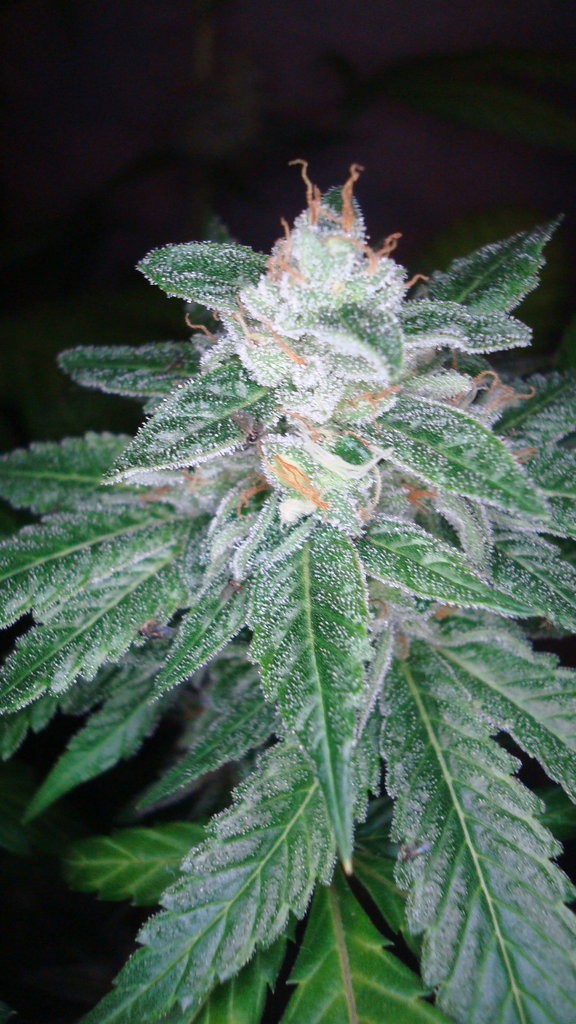 An image of O.G. Skunk