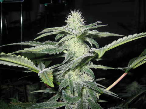 An image of Sharksbreath