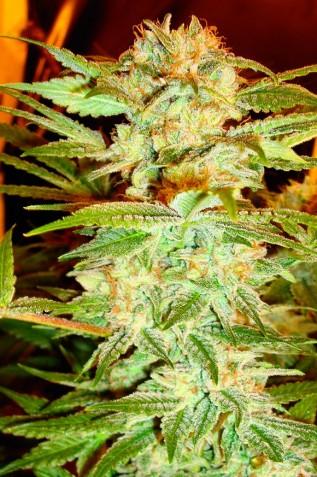 An image of Stacked Kush