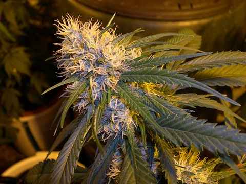 An image of Super Cannalope