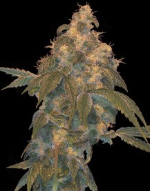 An image of Super Lemon OG