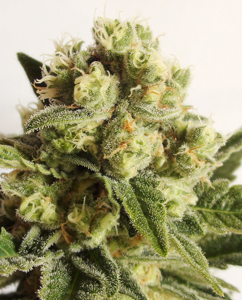An image of Bubble Cookies