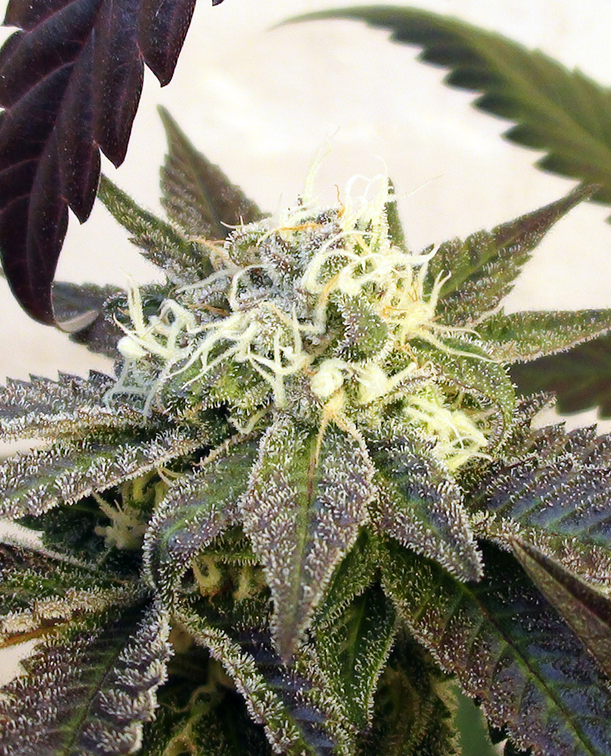 An image of Double Berry Cookies